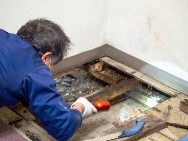 Best Mold Testing and Removal  in Walnut, CA