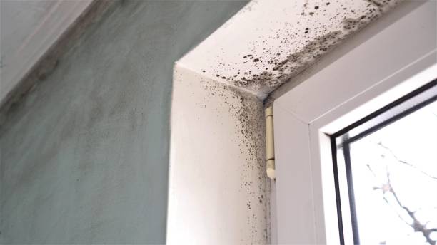 Best Mold Testing  in Walnut, CA