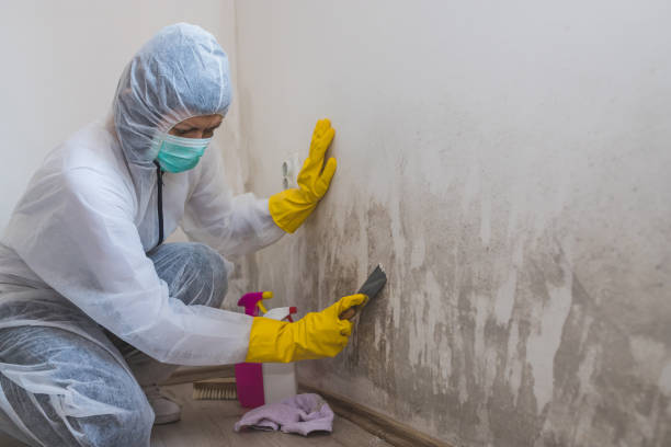 Best Residential Mold Removal  in Walnut, CA