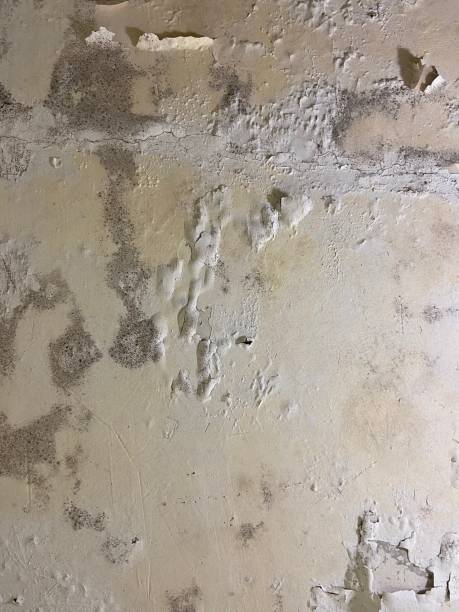 Walnut, CA Mold Removal Company