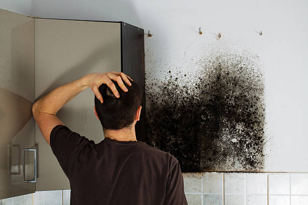 Best Certified Mold Removal  in Walnut, CA